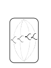 conduct normal cell division 4